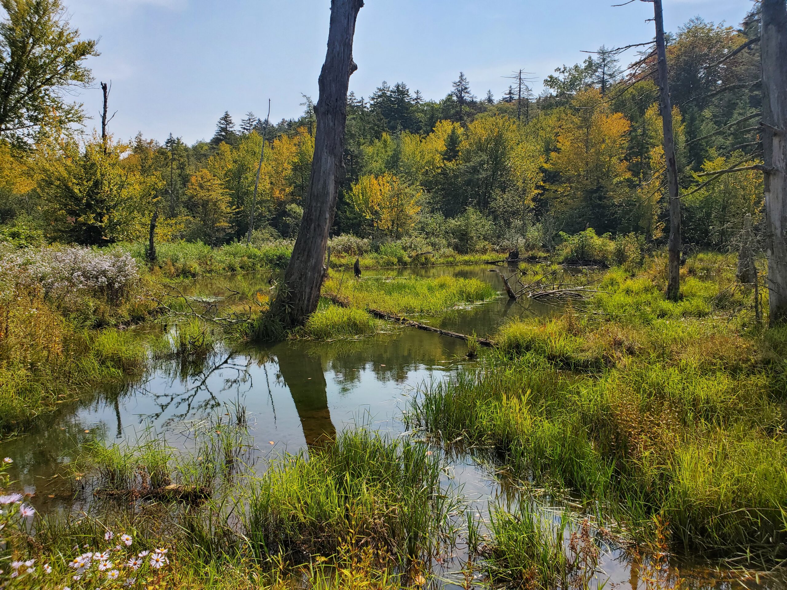 Monongahela National Forest: The Ultimate Guide - Prius For Two